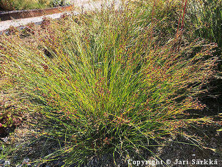 Juncus gerardii, suolavihvil